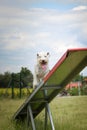 Amazing, crazy white dog is on see-saw.