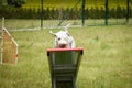 Amazing, crazy white dog is on see-saw.