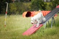 Amazing, crazy white dog is on see-saw.