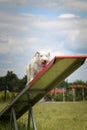 Amazing, crazy white dog is on see-saw.