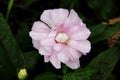 Amazing cream coloured flower close-up