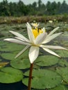 White Lilly