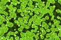 creative amazing green many biological micro organisms digital graphics background or texture illustration