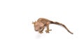 Crested gecko isolated on white background Royalty Free Stock Photo