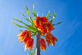 Amazing crown imperial flower in orange color