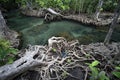 Amazing crystal clear emerald canal with mangrove forest