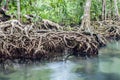 Amazing crystal clear emerald canal with mangrove forest Thapom