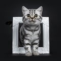 Amazing cute black silver tabby British Shorthair cat isolated on black background Royalty Free Stock Photo
