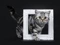 Amazing cute black silver tabby British Shorthair cat isolated on black background