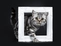 Amazing cute black silver tabby British Shorthair cat isolated on black background