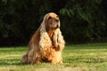 Amazing and cute red English Cocker Spaniel mother  detail Royalty Free Stock Photo