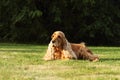 Amazing and cute red English Cocker Spaniel mother  detail Royalty Free Stock Photo