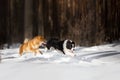Cute Shiba inu dog and border collie play on snow togever. trees on background