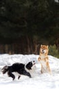 Cute Shiba inu dog and border collie play on snow togever. trees on background