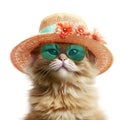 Amazing cutie cat wearing colorful summer hat with flowers and sunglasses isolated over white background. Created with generative