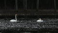 Amazing Cygnus cygnus pair of swans flying, communicating with sounds.Very large water bird of the order Anseriformes, genus Cygnu