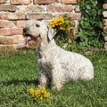 Amazing Czech terrier sitting on the grass
