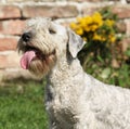 Amazing Czech terrier standing on the grass