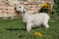 Amazing Czech terrier standing on the grass