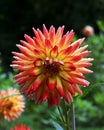 Big Bright Dahlia Flower Dripping Wet After Rain Royalty Free Stock Photo