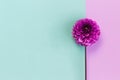 Amazing Dahlia flower on a turquoise and violet pastel background