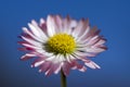 Amazing daisies, Bellis perennis flower head, flowering plants with white pink petals and yellow center Royalty Free Stock Photo