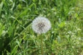 An amazing dandelion blossomed in the summer. He is already ripe and has fluffy white umbrellas.