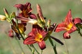 Amazing dark orange daylilies Royalty Free Stock Photo