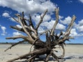 Amazing dead tree