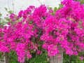 Amazing decorative front of house by bougainvillea flower bush, landscape of pink flower trellis bloom vibrant in pink on day