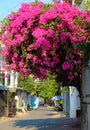 Amazing decorative front of house by bougainvillea flower bush