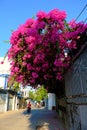 Amazing decorative front of house by bougainvillea flower bush