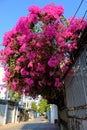 Amazing decorative front of house by bougainvillea flower bush