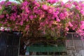 Amazing decorative front of house by bougainvillea flower bush