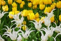 Amazing decorative white and yellow blossoming tulip buds