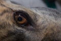 Amazing detail in brown iris of this pet greyhound dogs large eye