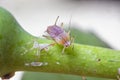 Amazing detailed macro of aphid on the plant
