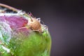 Amazing detailed macro of aphid on the plant