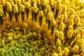 Amazing detailed macro of flower stamens.