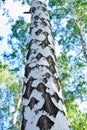 Amazing diamond-shaped texture of birch bark in forest Royalty Free Stock Photo
