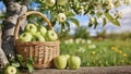 Amazing Different Color Apples are on the Branch and in the Baskets