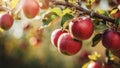 Amazing Different Color Apples are on the Branch and in the Baskets