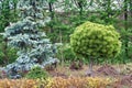 Amazing different coniferous trees growing in outdoor nursery shop Royalty Free Stock Photo