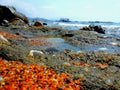 Amazing different rad, orange beach on the stones sea coast Royalty Free Stock Photo