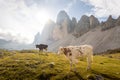 Amazing Dolomites, Tre Cime di Lavaredo and Alpine cows during morning sun