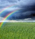 Amazing double rainbow over wheat field under stormy sky Royalty Free Stock Photo