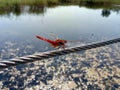 Amazing dragonfly photo with phone