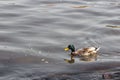 Amazing drake wild duck with green head and yellow beak swims in lake or river with clean water. Side view. Royalty Free Stock Photo