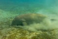 Amazing Dugong underwater shot. Quite rare sea animal eating from the sea grass from sea floor. Sea cow in beautiful shallow Royalty Free Stock Photo