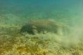 Amazing Dugong underwater shot. Quite rare sea animal eating from the sea grass from sea floor. Sea cow in beautiful shallow Royalty Free Stock Photo